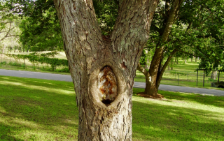 tree-with-hole-damage