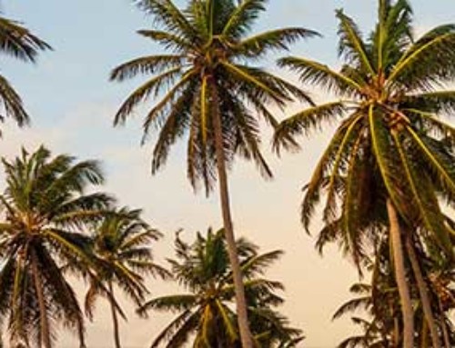 Palm Tree Varieties